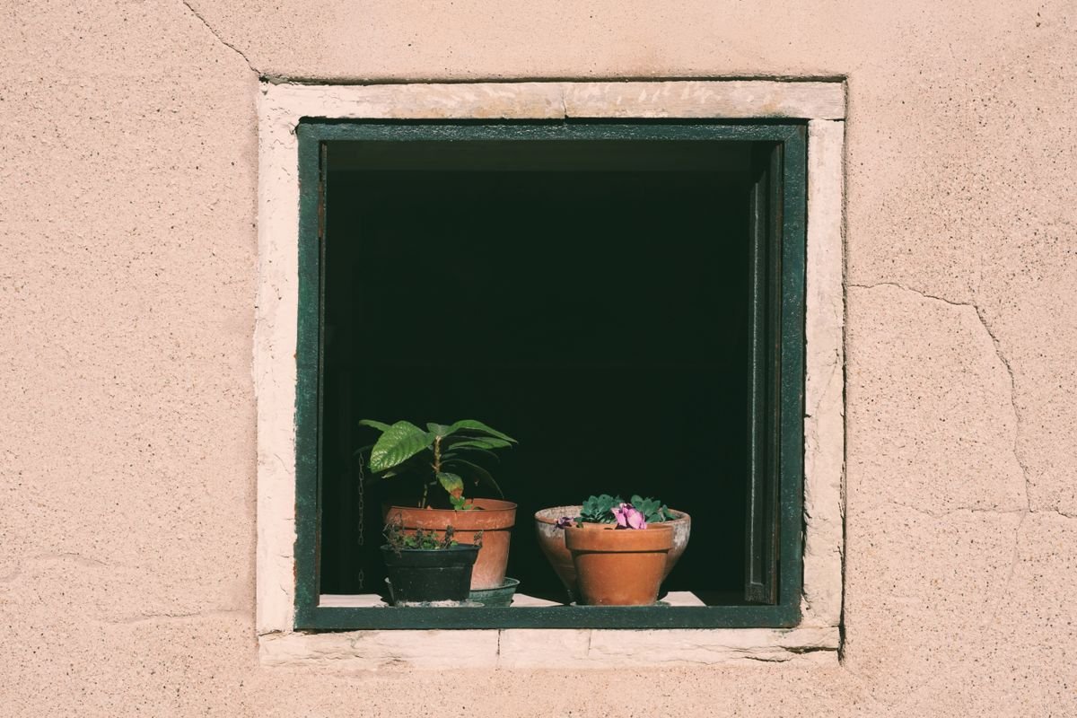 Peperomia Geotropism & Gravity: Fixing Leaning Stems