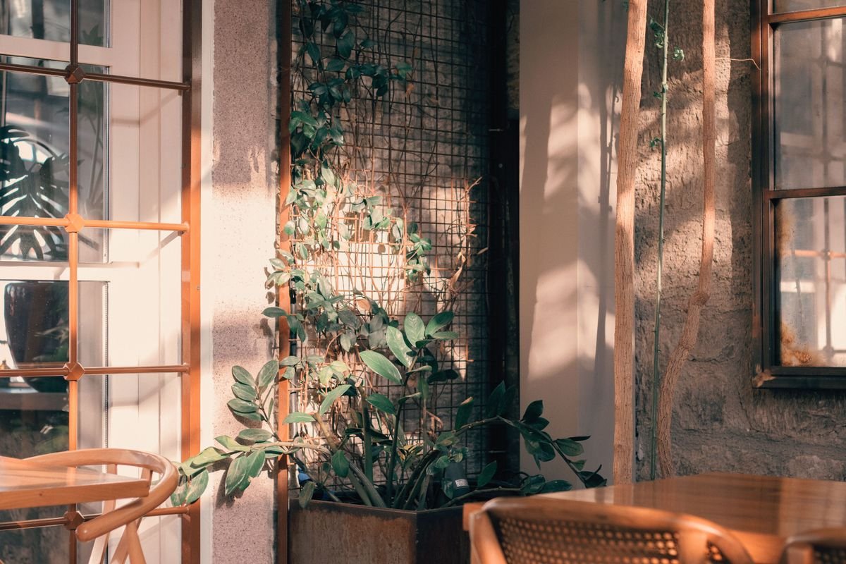 Lush indoor plants in warm sunlight near a bright living-room window