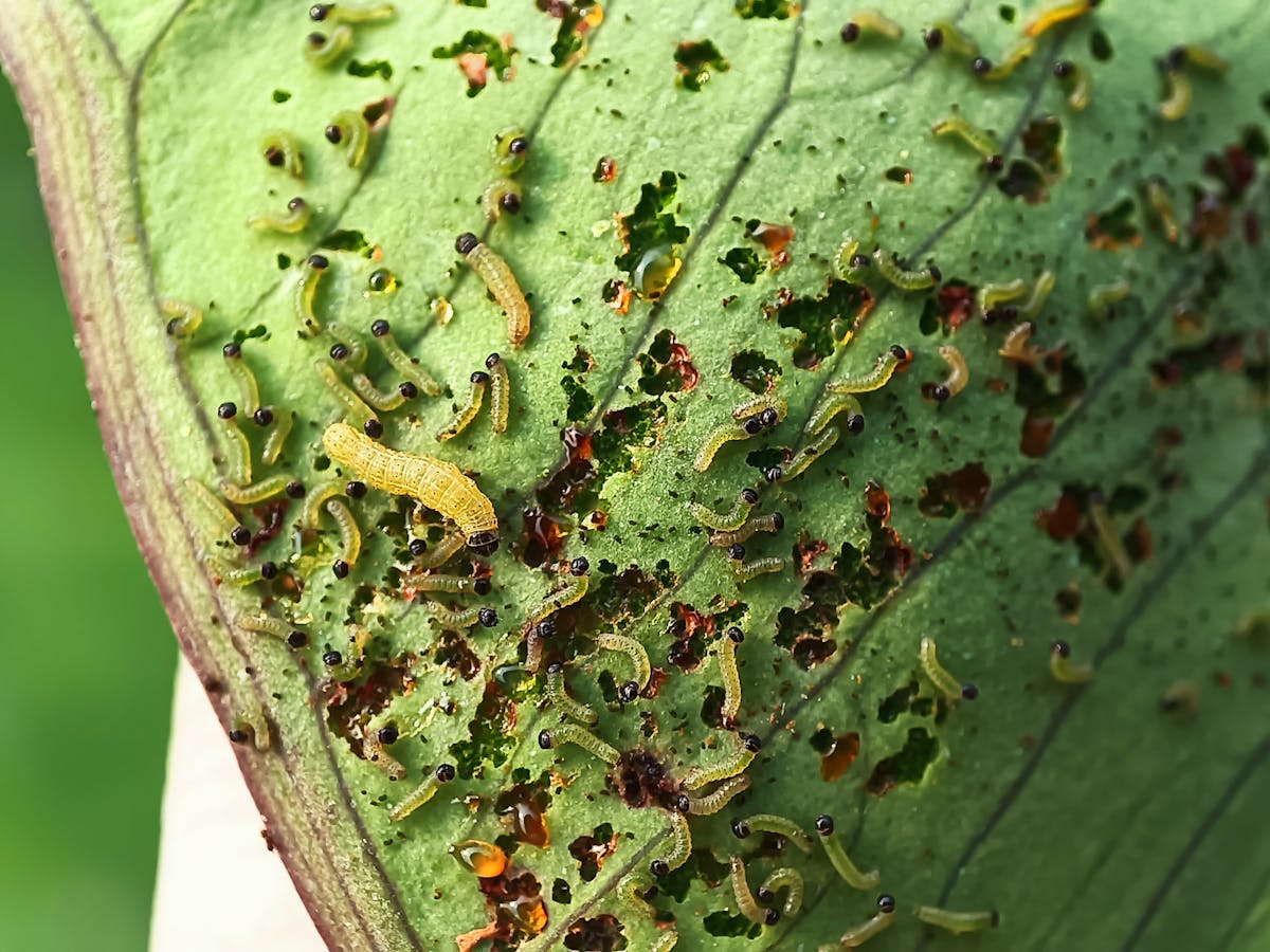 Detailed view of insect crawlers on a leaf surface, representing the mobile first-instar nymph stage of the mealybug lifecycle