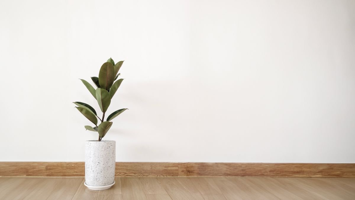 Baby Rubber Plant vs Rubber Tree: Key Differences