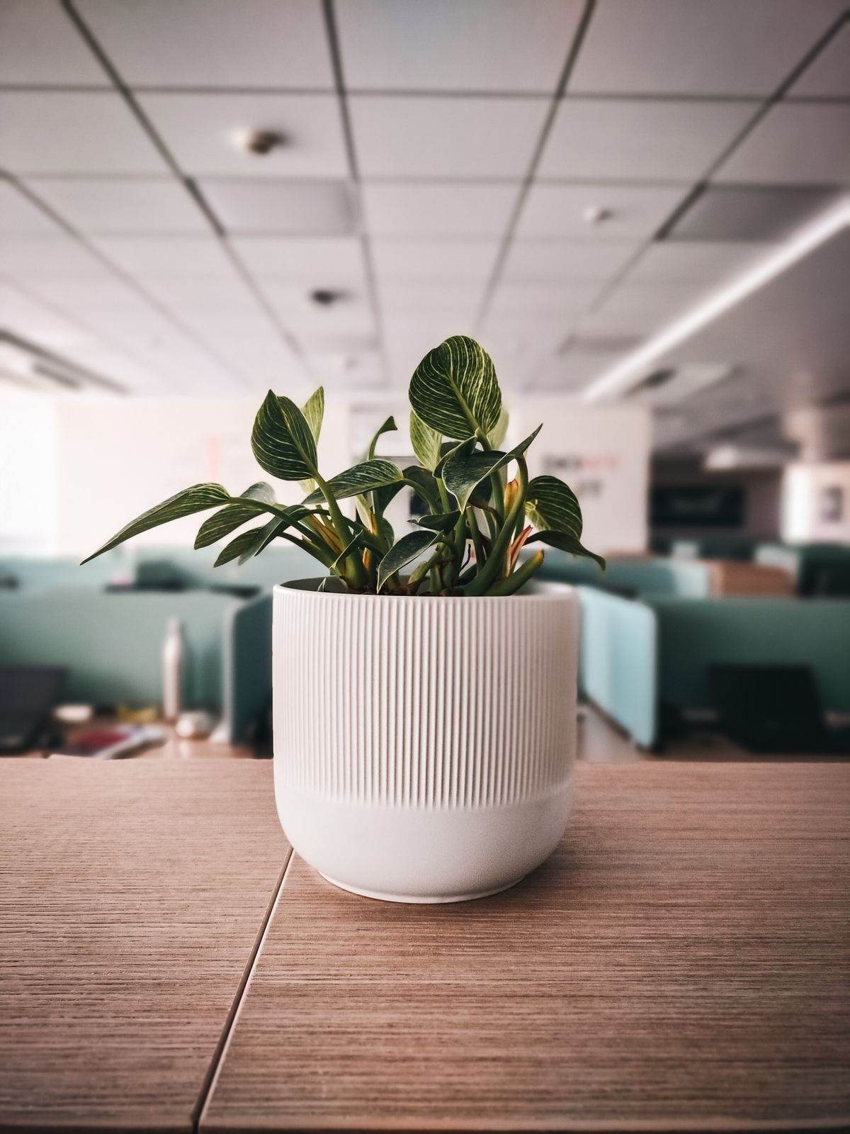 Peperomia Office Plant: Best Low-Light Survivor