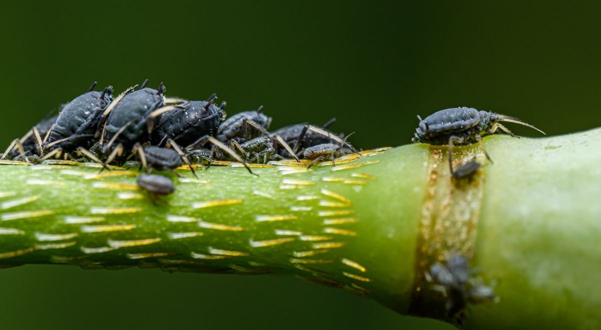 Aphids on Peperomia: Stop Them in 3 Steps