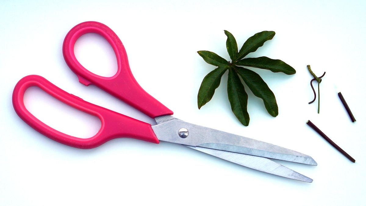 Pink-handled scissors beside green leaves — sterile tools for repeated clearance cuts