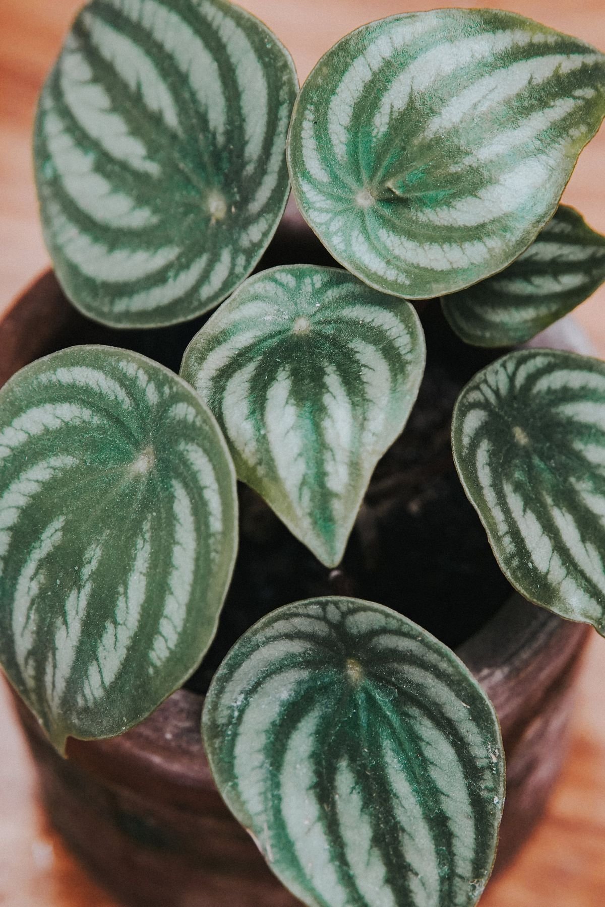 Watermelon Peperomia (Peperomia argyreia) showing striped fleshy leaves typical of ornamental diversity in the genus