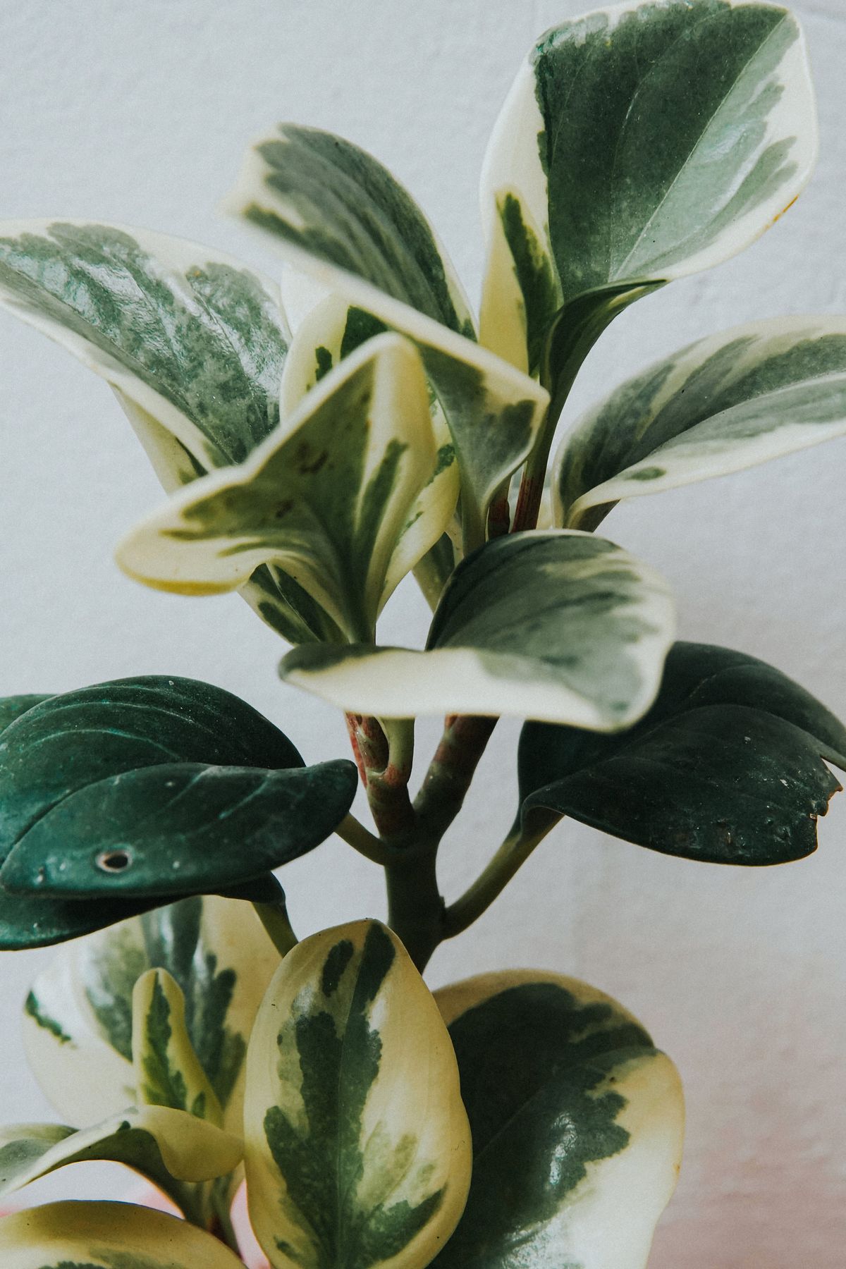 Close-up of variegated Peperomia leaves displaying green and cream hues indoors