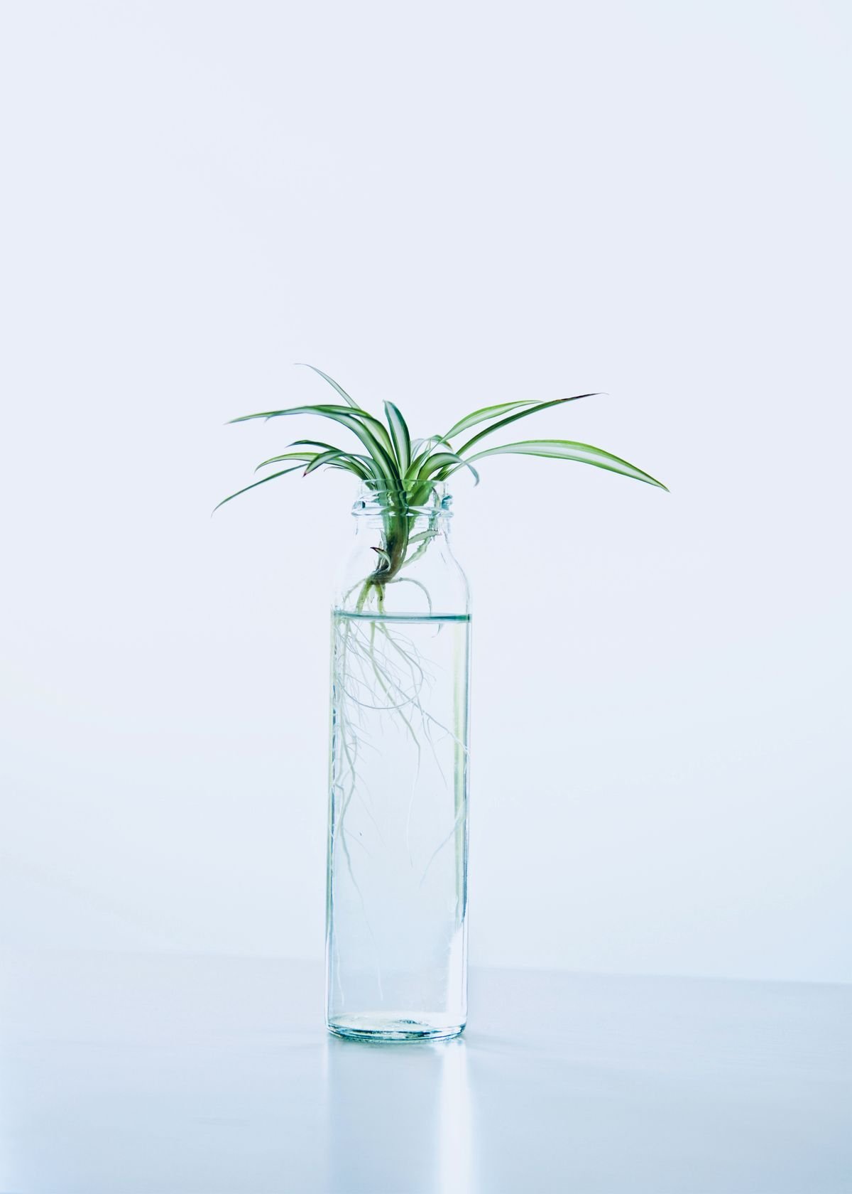Can Peperomia Grow in Water Long Term?