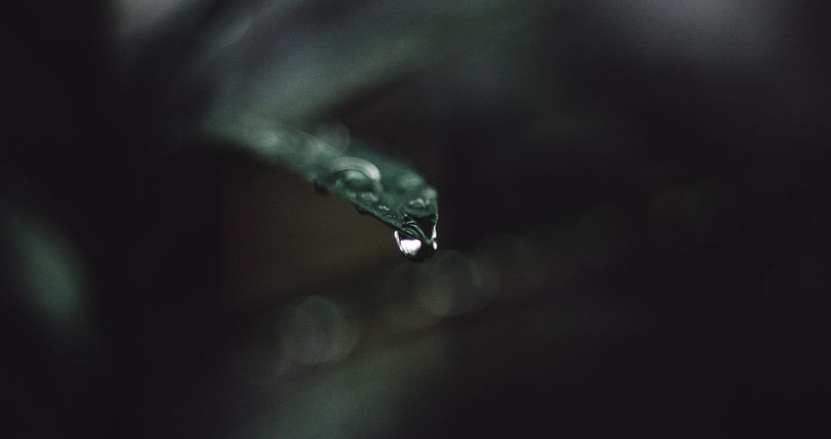 Peperomia Guttation: Why Droplets Form & Is It a Problem