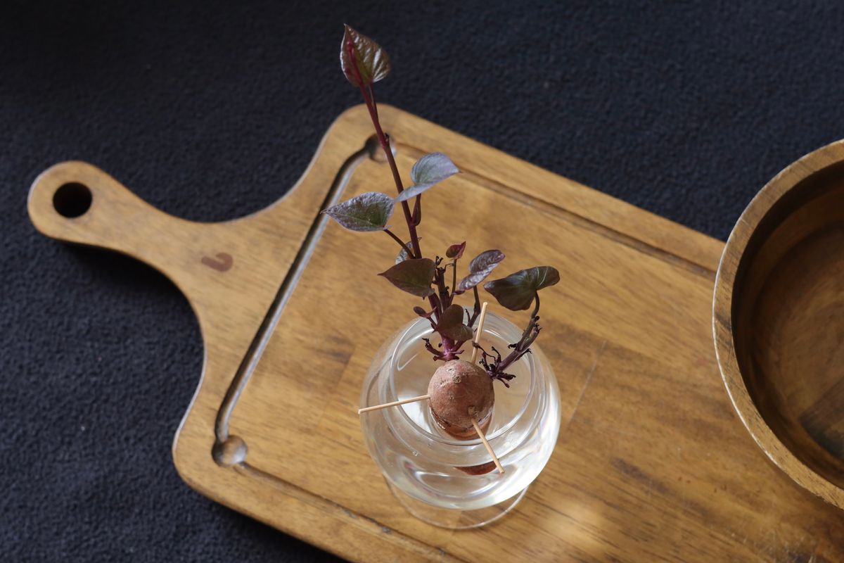 A single green plant leaf with its petiole laid on a surface ready to be planted as a leaf cutting for propagation