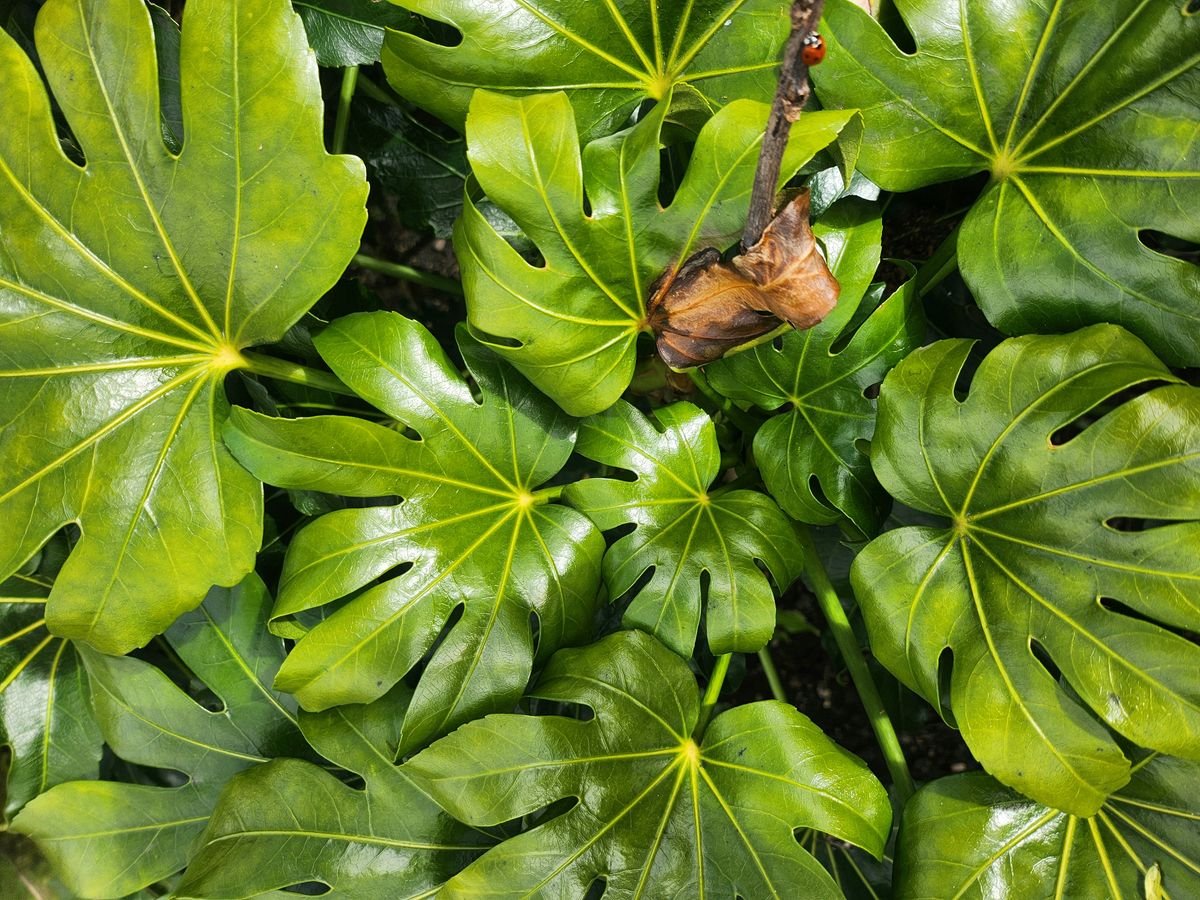 Glossy green tropical leaves close-up — healthy peperomia canopy that can coexist with aerial roots on the stem