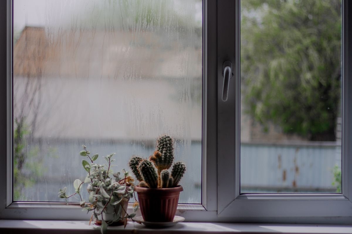 Potted plant on a windowsill with condensation on the glass, illustrating a cold, humid microclimate near single-glazed windows in winter