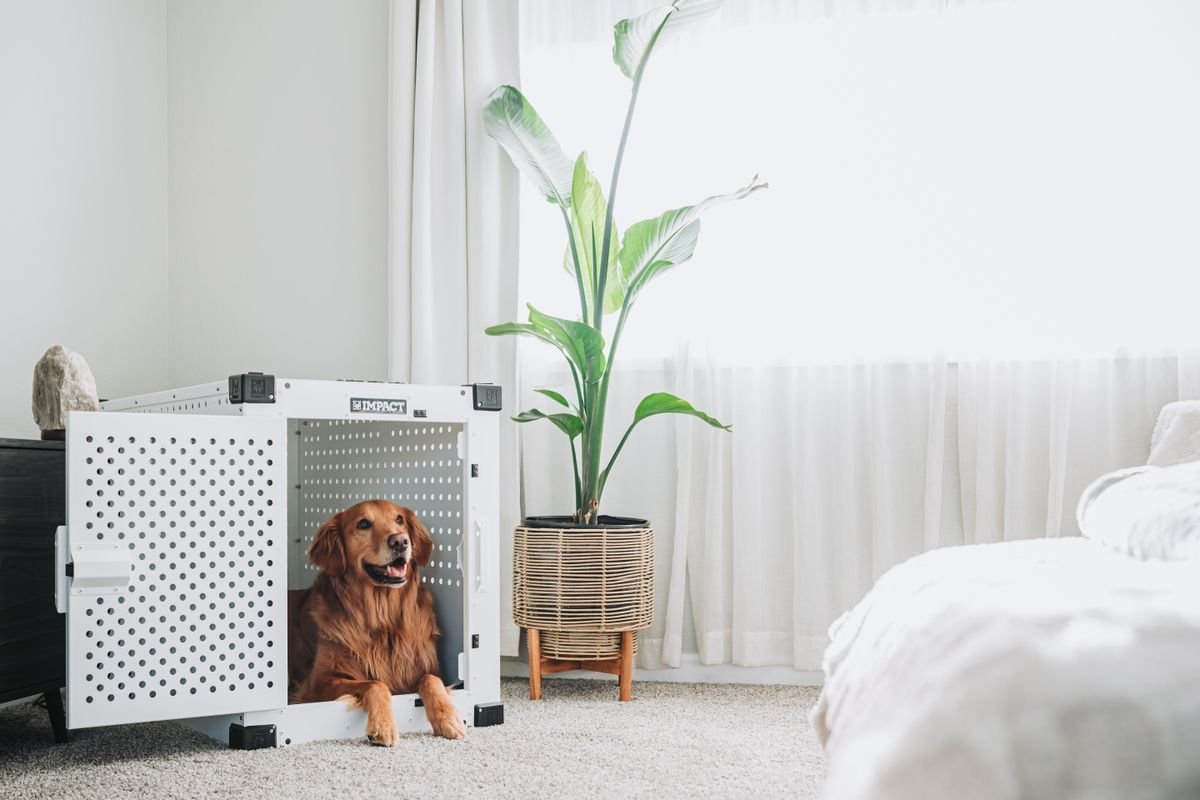 Golden Retriever indoors beside a potted plant — floor-level pots need stable bases when dogs share the room