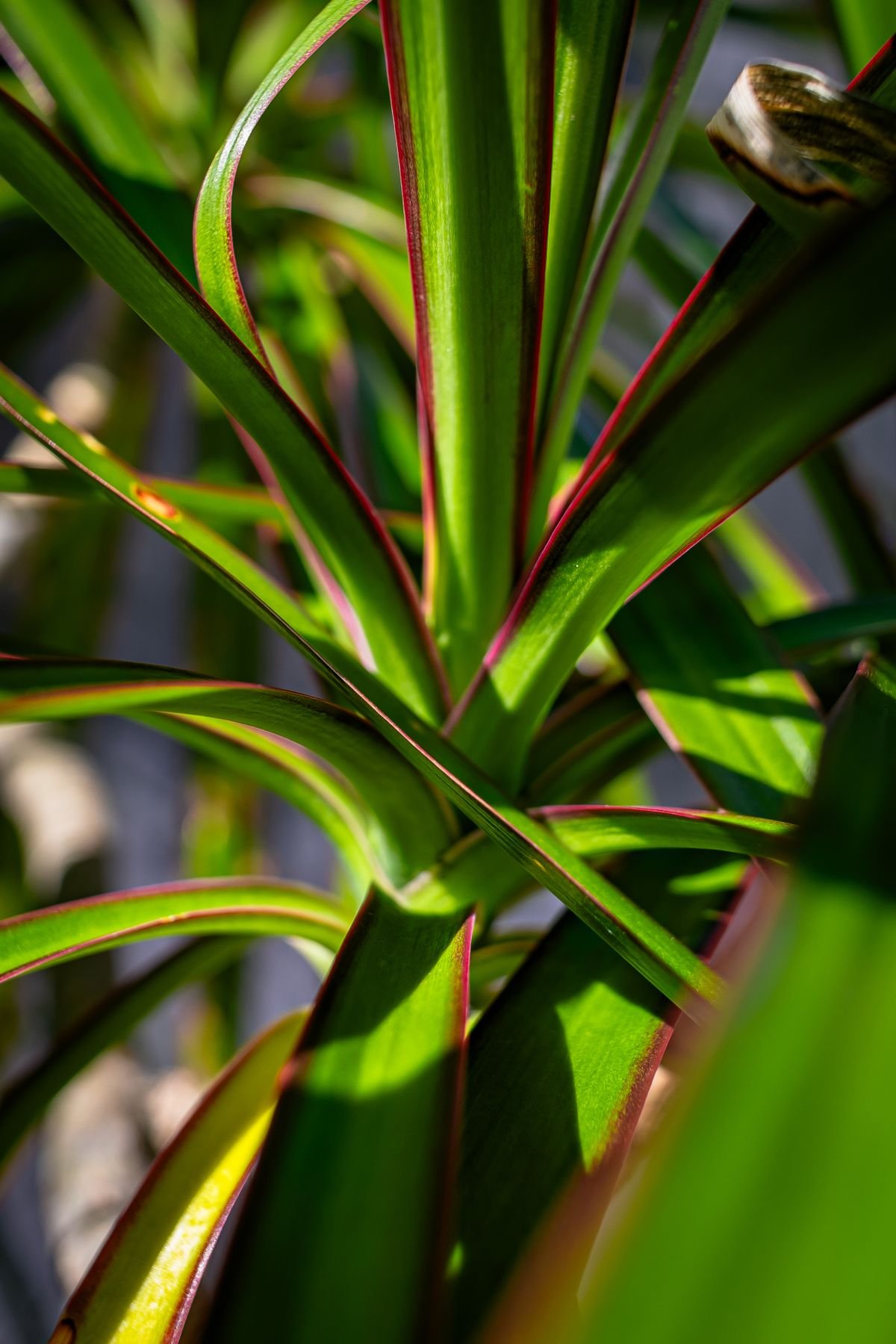 Peperomia Obtusifolia 'Red Edge': Best Light & Pigment