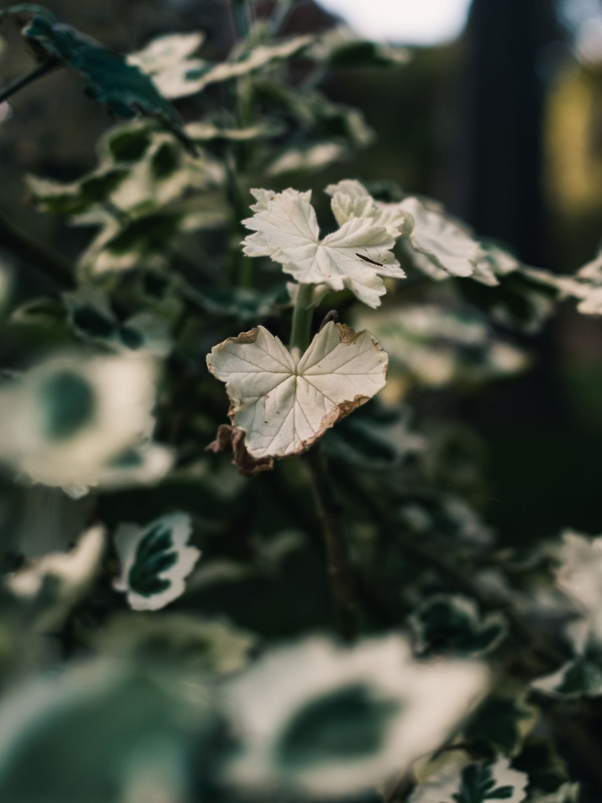 Peperomia Reversion: Why Variegation Fails & the Fix