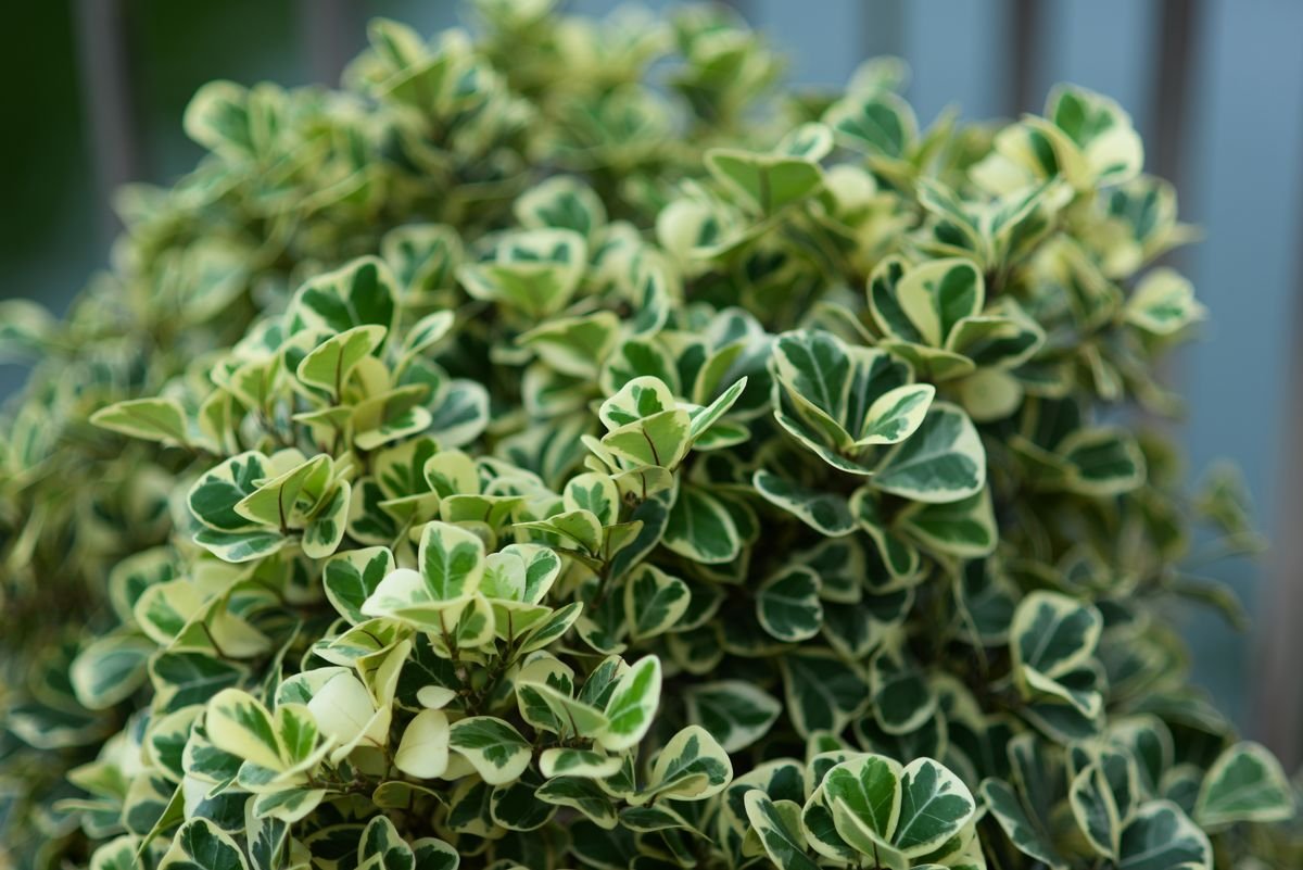 Peperomia Alba: Cream Variegation, Light & Reversion