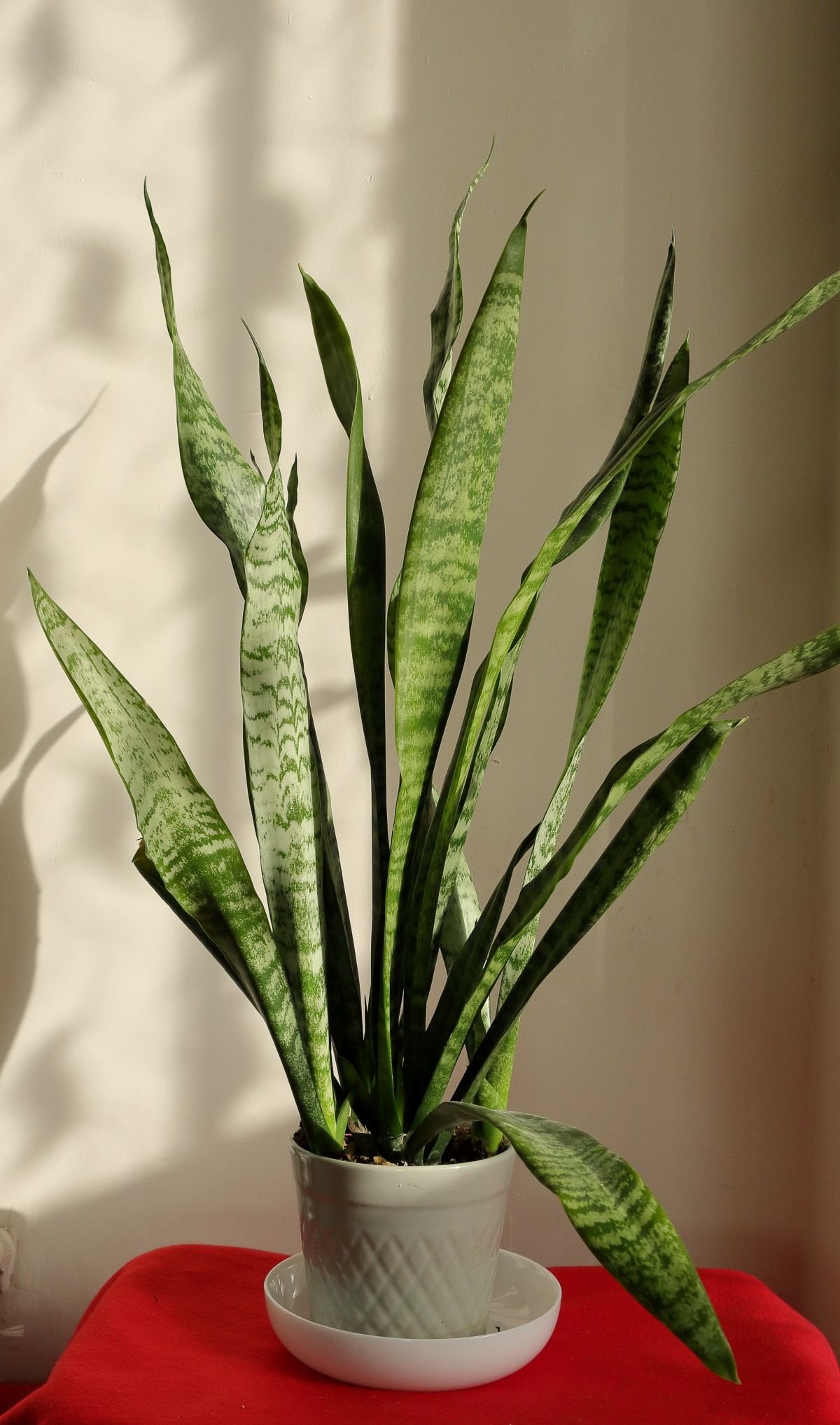 Peperomia vs Snake Plant: Best CAM Care Compared