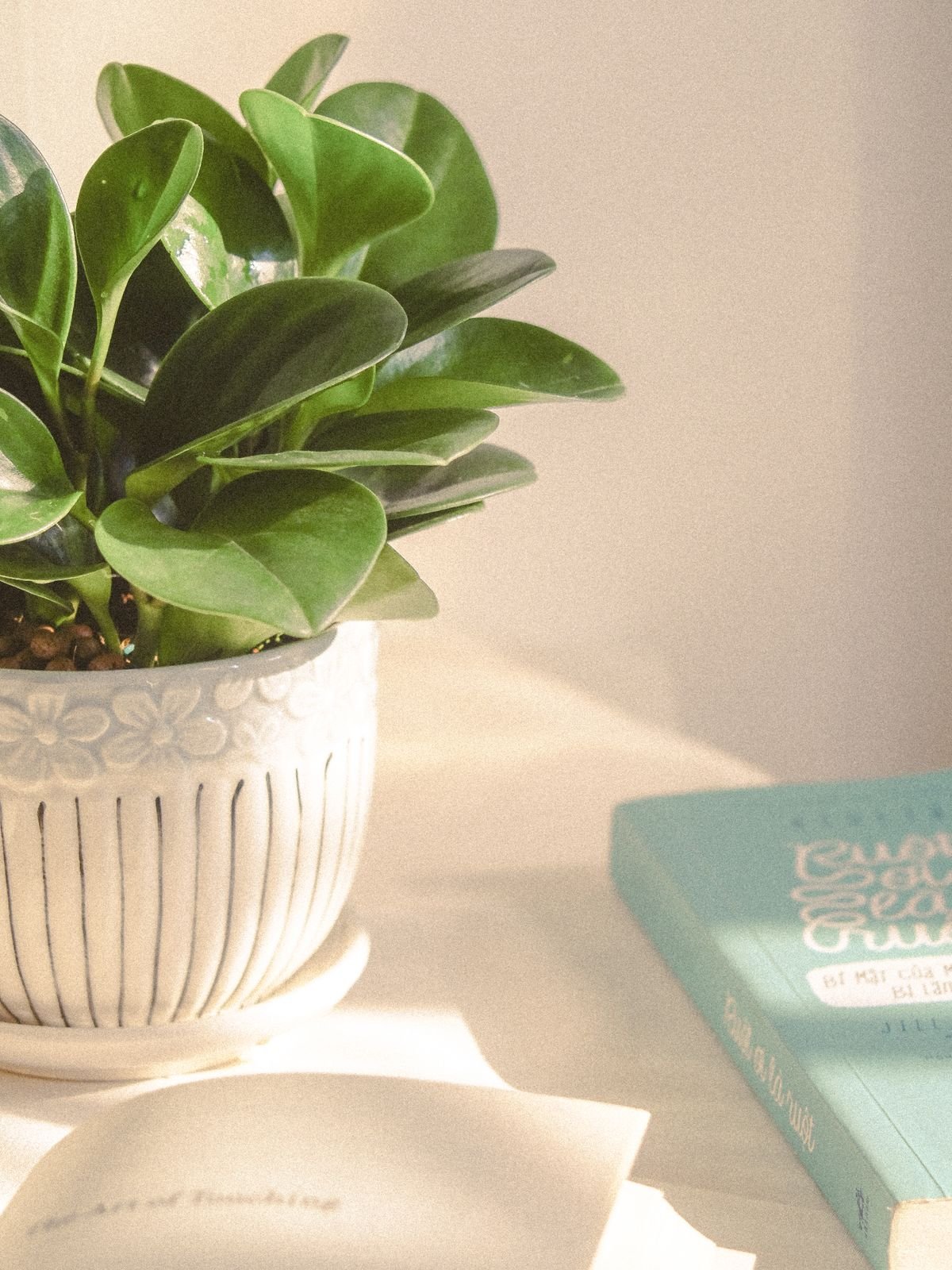 Peperomia Taxonomy: Piperaceae Family & Pepper Myths