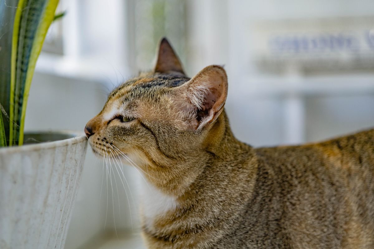 Peperomia Obtusifolia Toxic to Cats? 3 Critical Facts