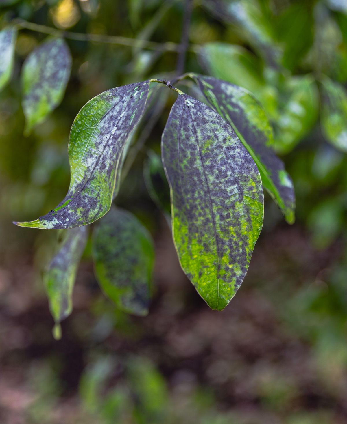 Green leaves showing scattered dark spotting and stress patterning — the marginal necrosis pattern that distinguishes salt burn from central leaf-spot disease