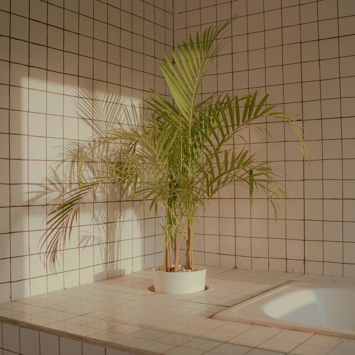 A sunlit bathroom corner with a potted plant, illustrating the bright indirect light requirements for understory species