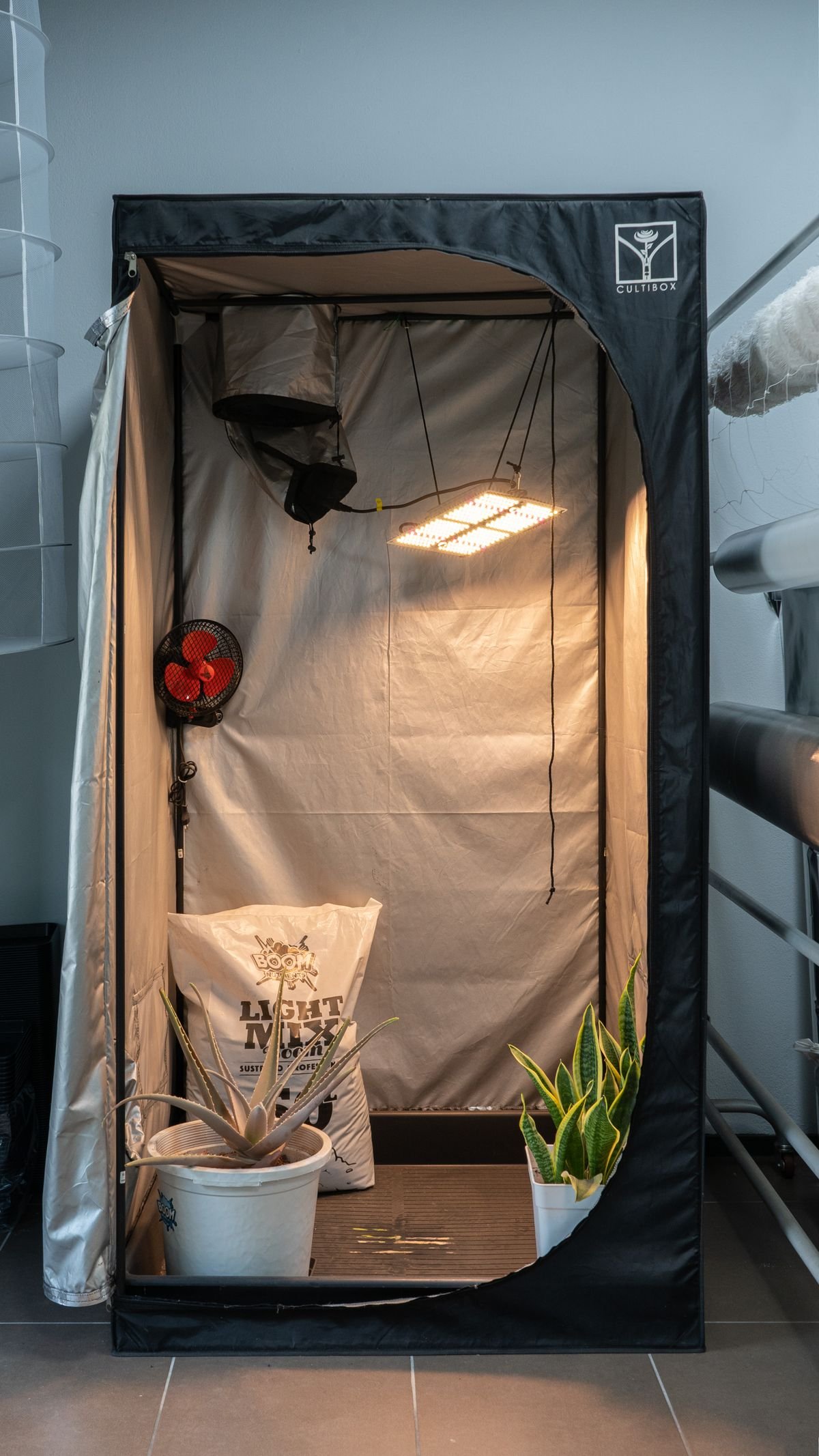 Grow Lights vs. Sunlight: A Peperomia Lighting Masterclass