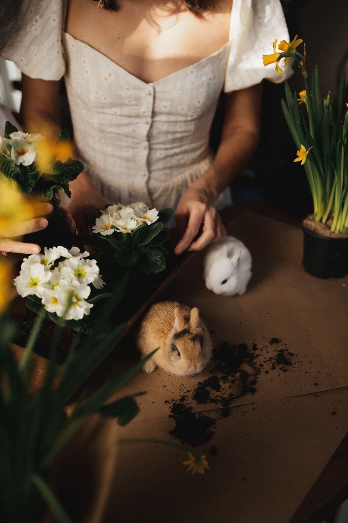 Is Peperomia Toxic to Rabbits? Lagomorph Physiology & Safety