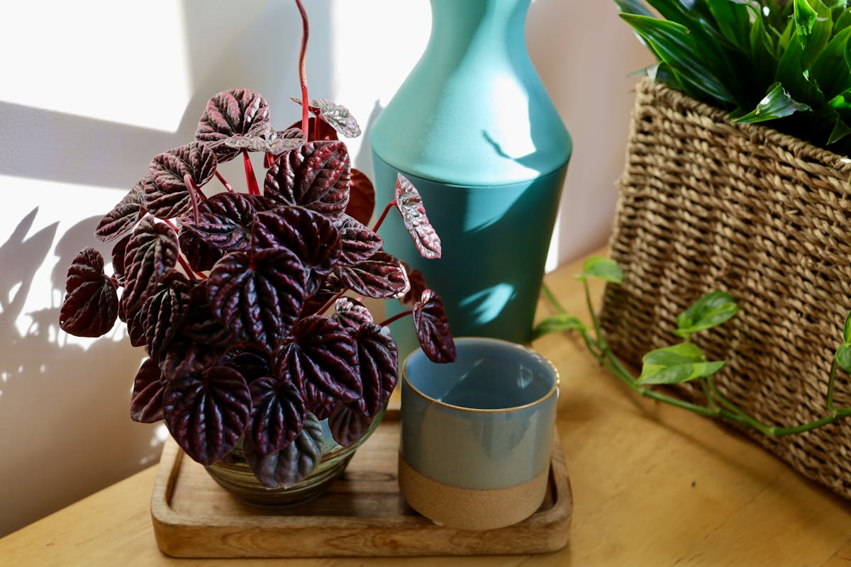 Hands carefully watering a houseplant with precise technique, showing correct soil-level watering to avoid wetting the foliage