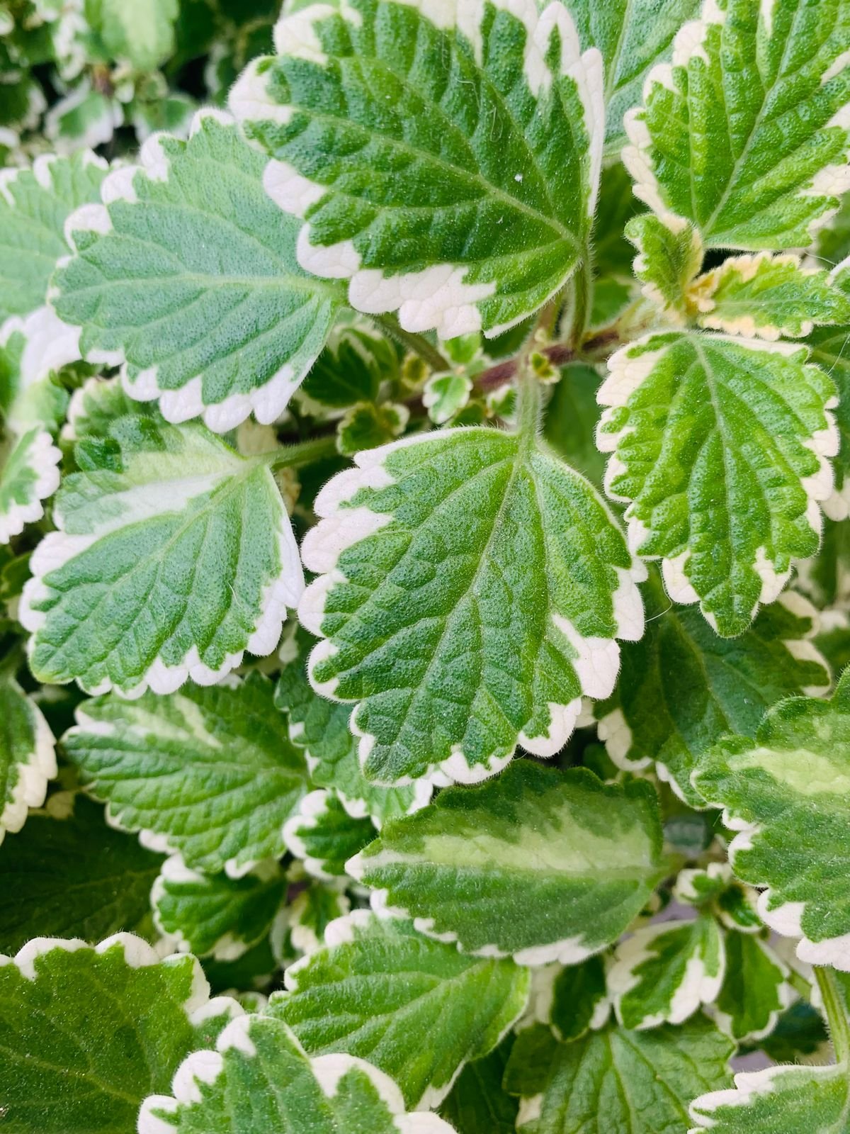 Peperomia Variegation Light: Avoid Reversion