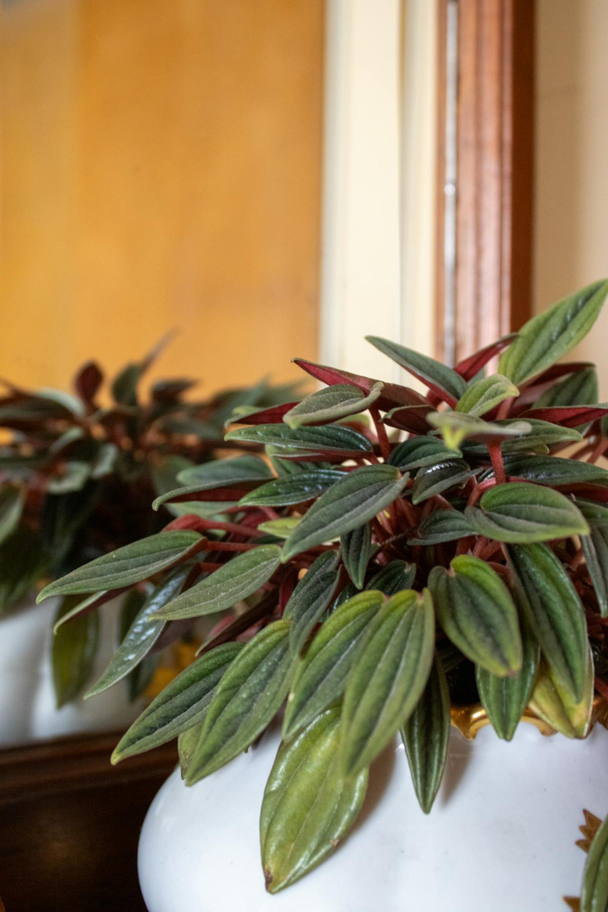 Fungus Gnats on Peperomia: Adults, Larvae & the Soil-First Protocol
