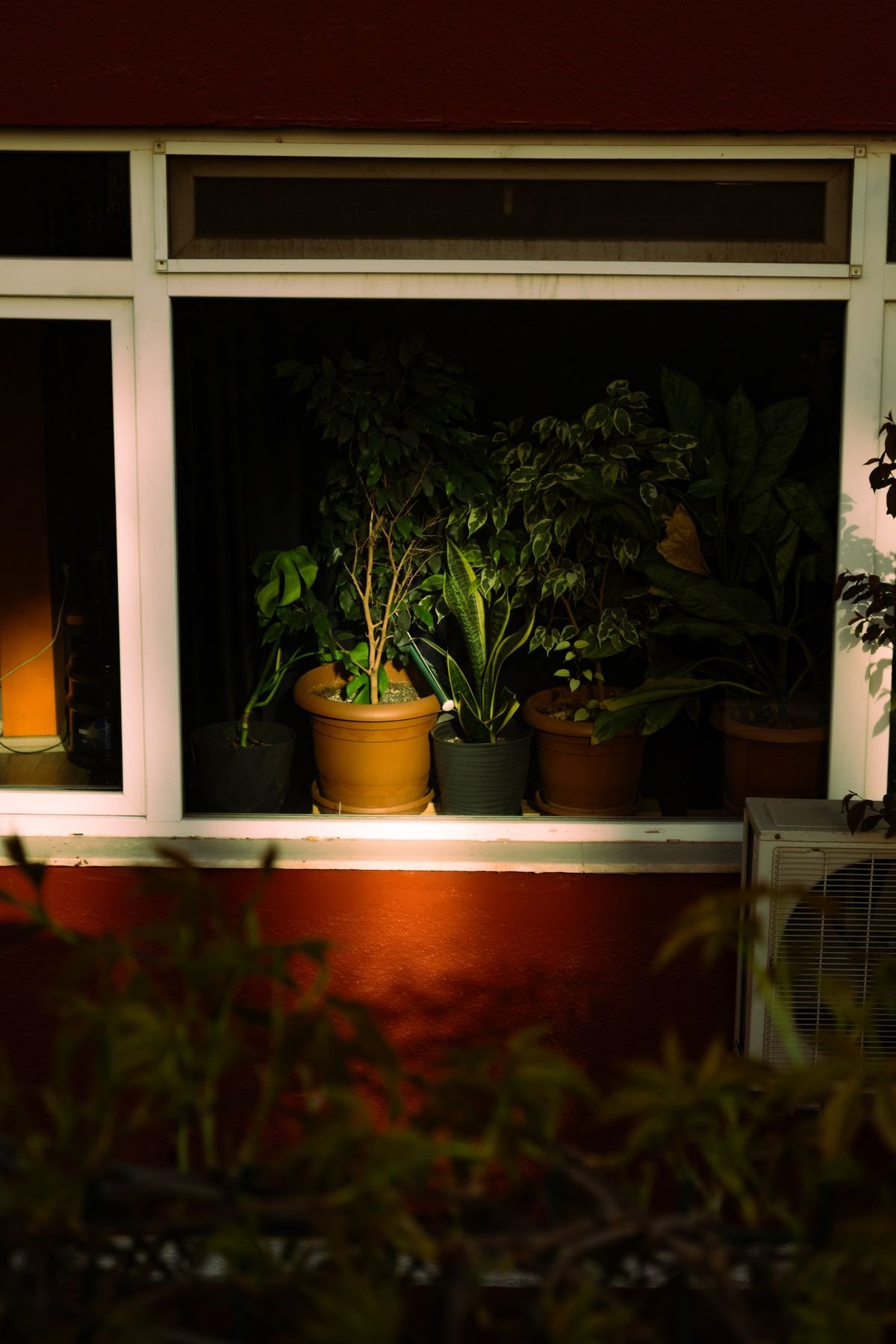A row of potted indoor plants basking in sunlight through a window