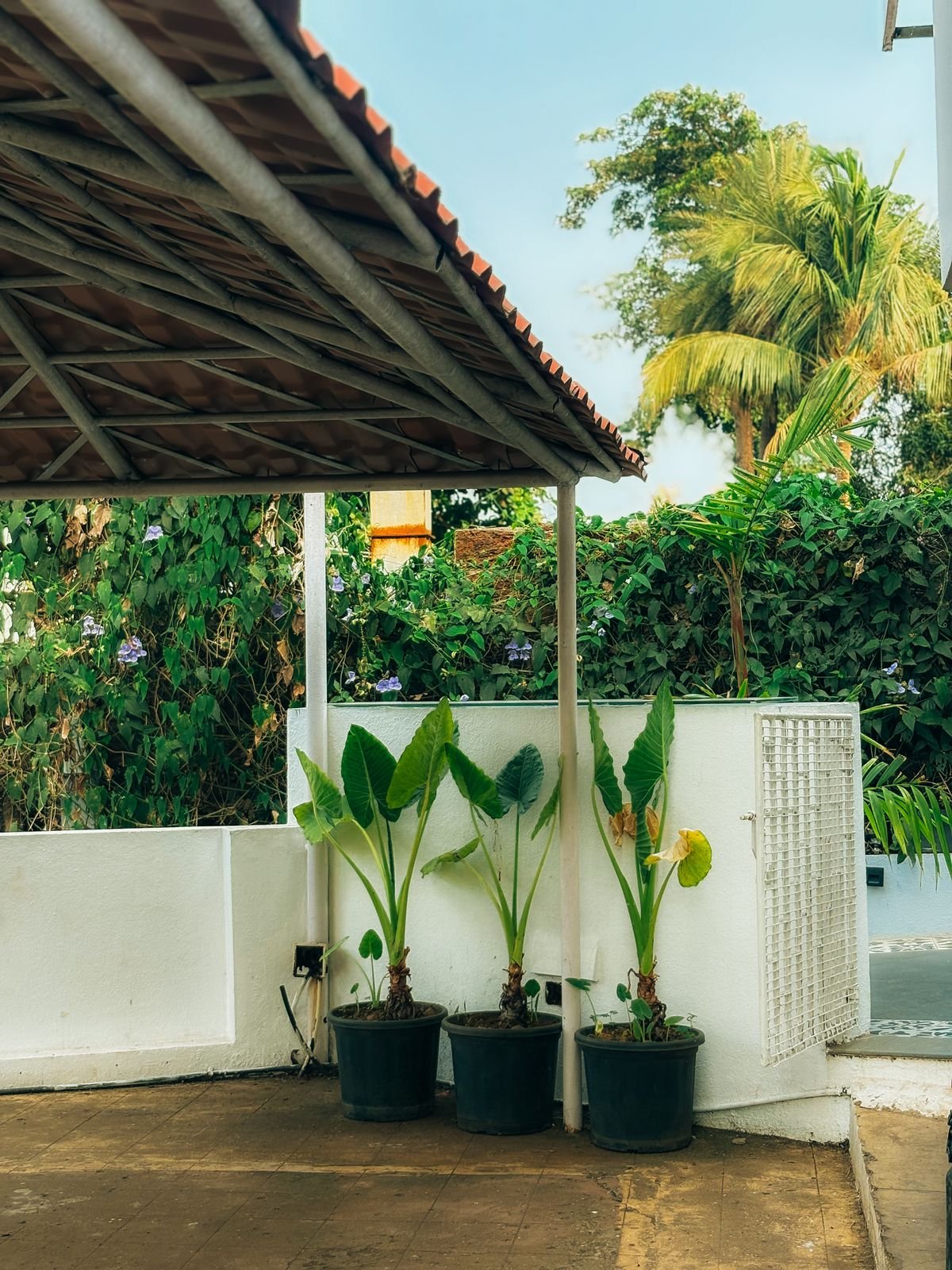 Peperomia Outdoor Summer: Avoid Sunburn & UV Damage