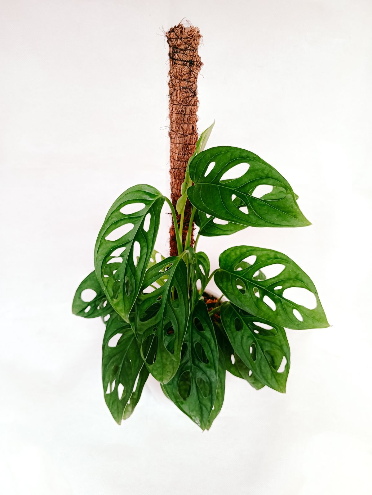 Peperomia Obtusifolia Moss Poles: Best Support & Size
