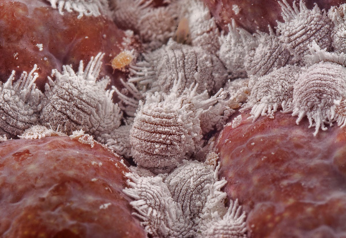 Detailed macro shot of white mealybugs infesting a plant surface, showing cottony egg sacs and waxy filaments