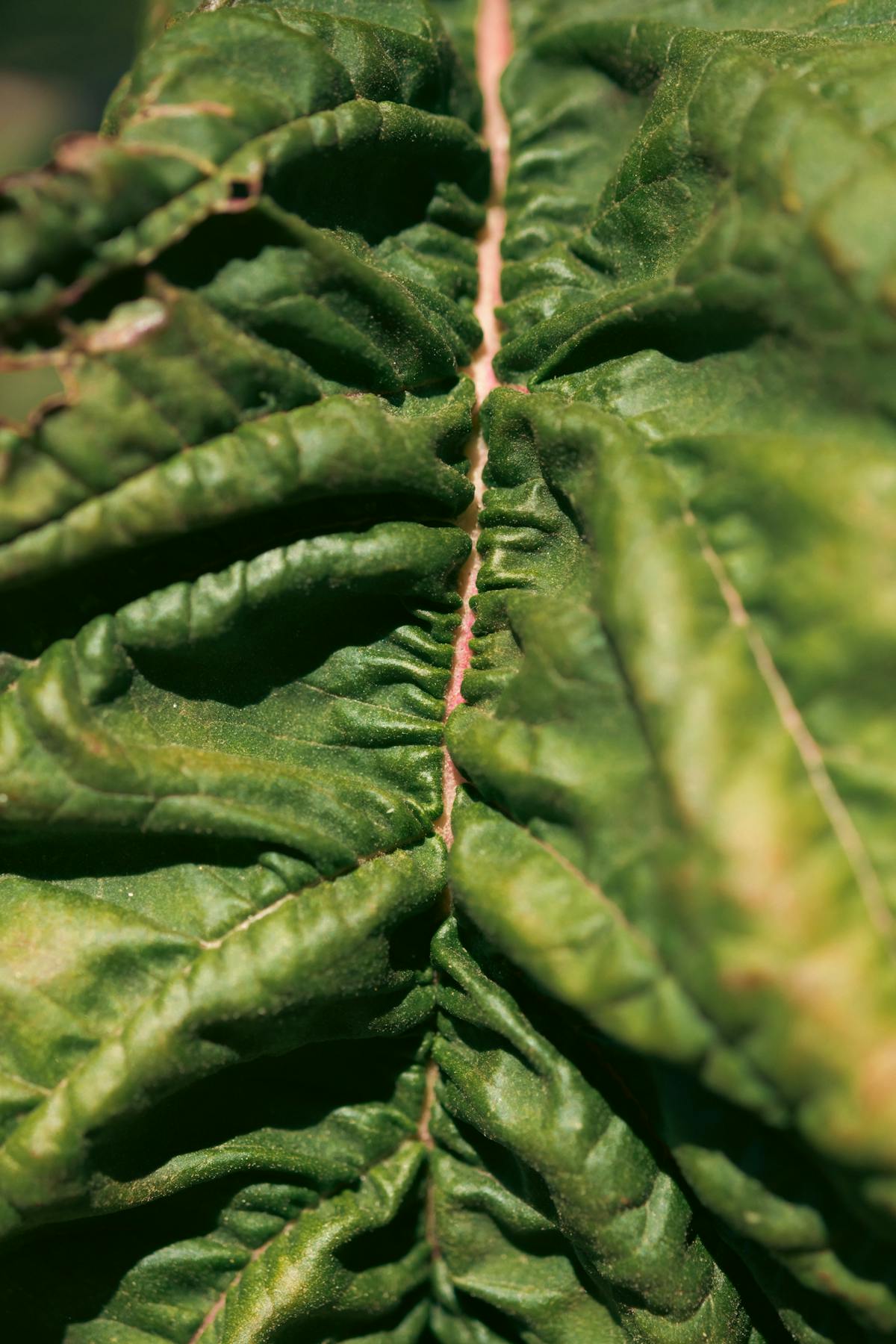 Detailed macro shot of a green leaf showing rich textures and natural patterns.