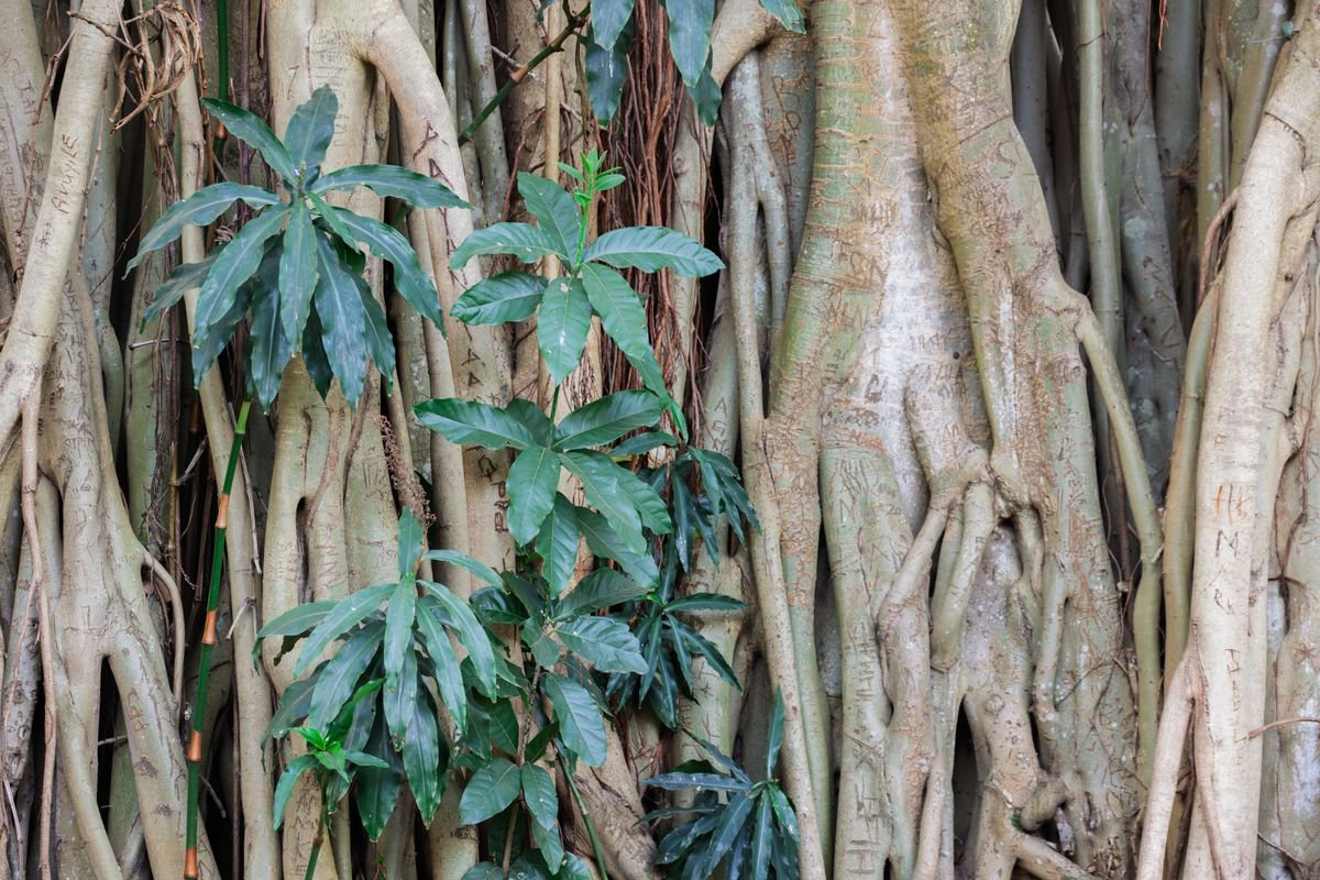 Peperomia Aerial Roots: Why They Appear & What to Do