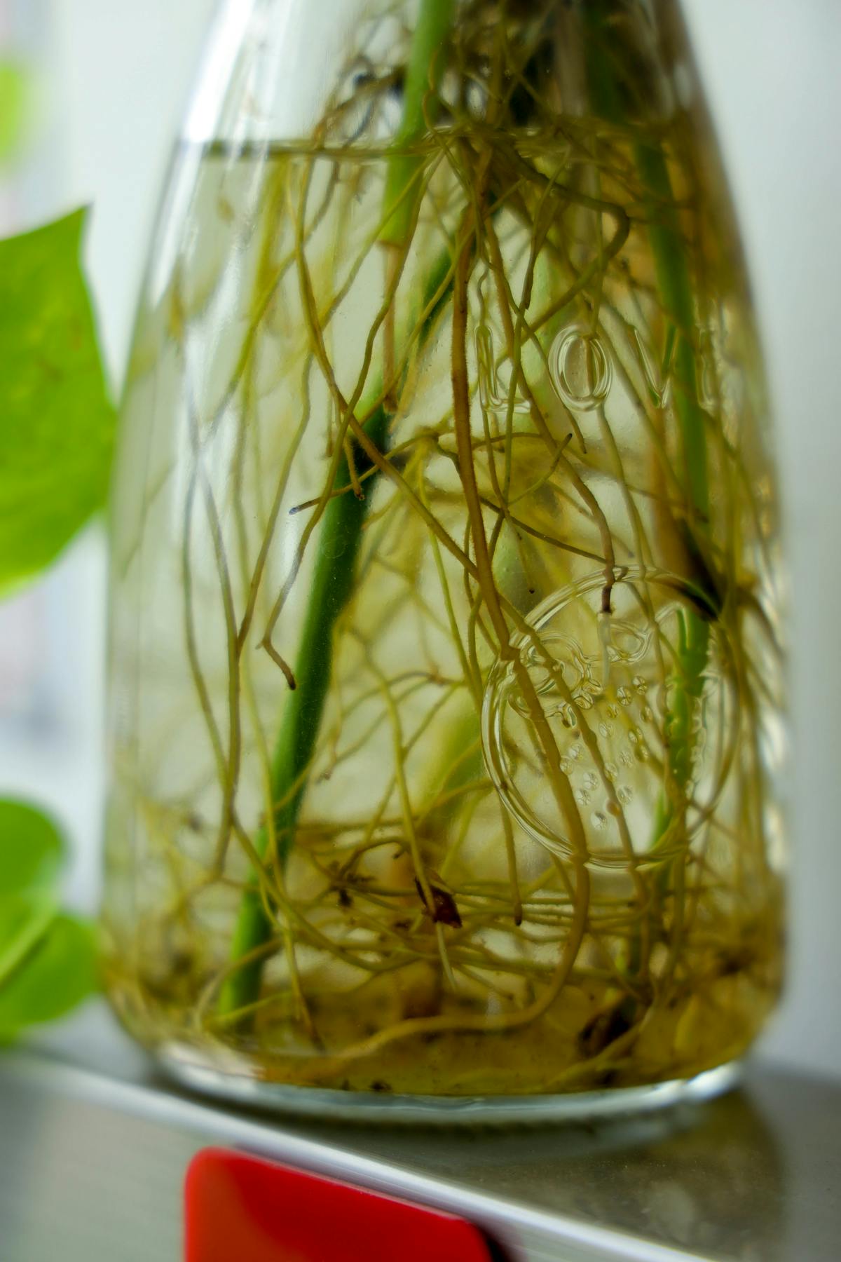 Plant roots submerged in a transparent vase of water, illustrating the water-root morphology that develops in semi-hydroponic culture