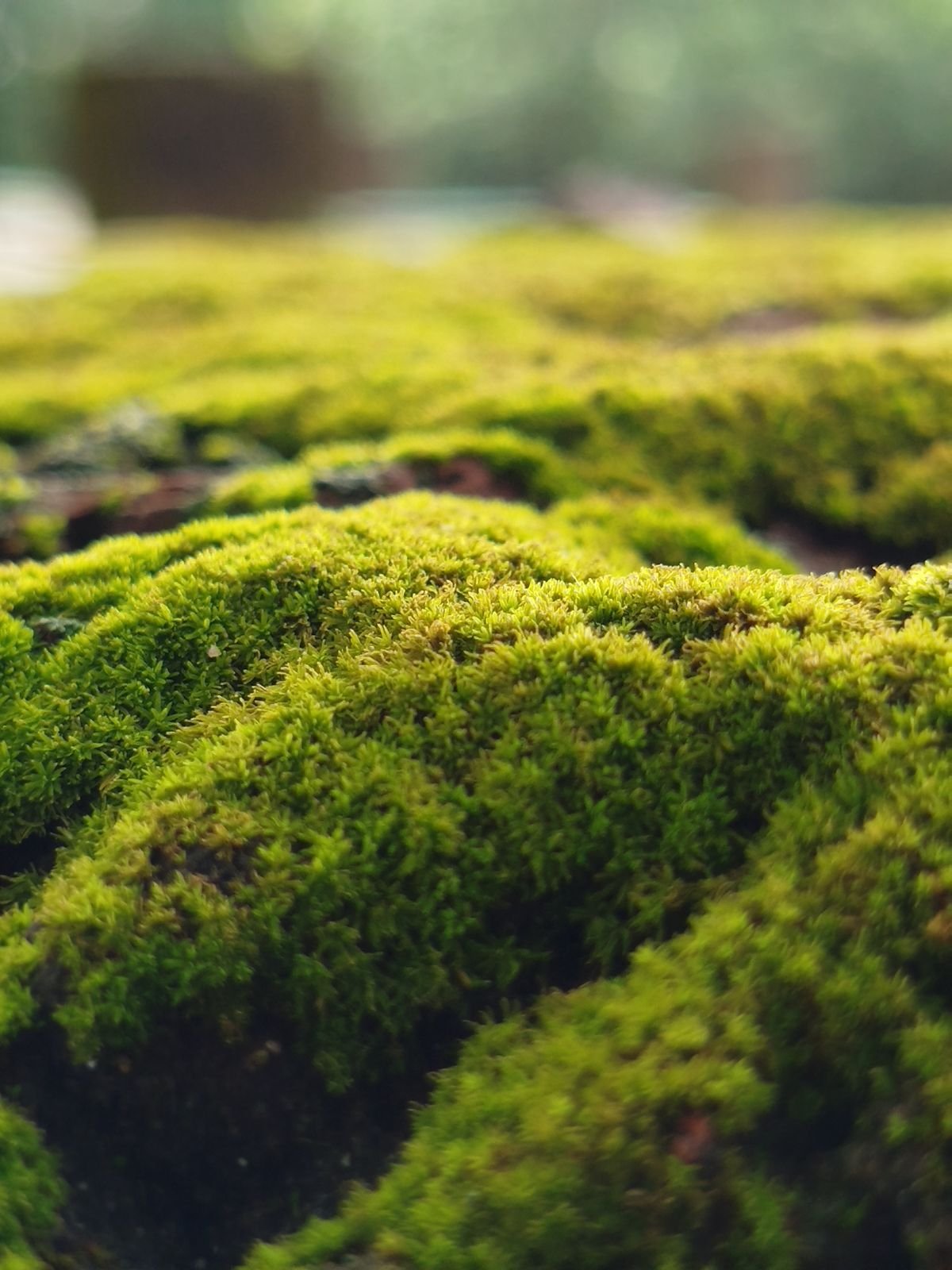 Peperomia Sphagnum Moss: Best CEC, pH & Rot Control