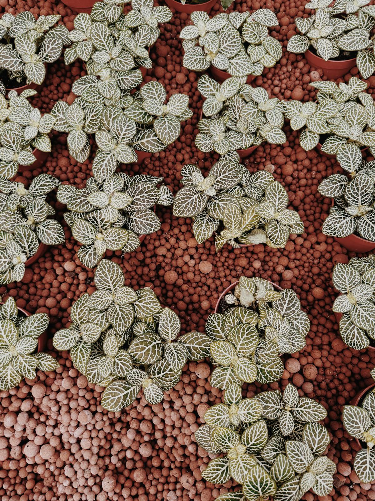Houseplants growing in red-brown LECA clay pebbles, the inert substrate at the centre of semi-hydroponic culture