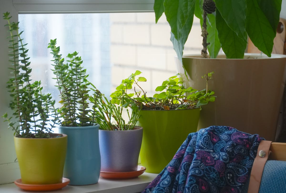 Peperomia obtusifolia Baby Rubber Plant with glossy deep-green leaves displayed indoors in a bright, naturally lit room