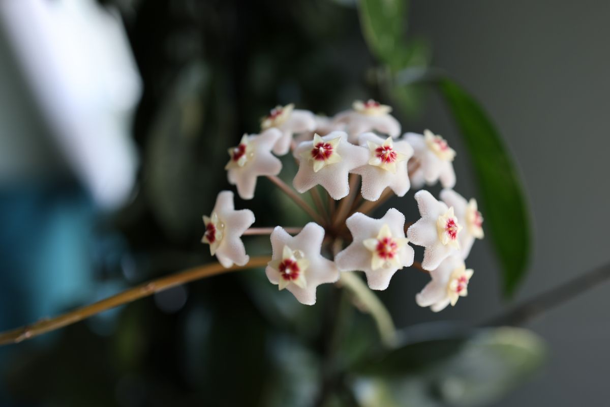 Close-up of Hoya carnosa flower umbel showing waxy star-shaped petals and characteristic five-pointed symmetry — the inflorescence morphology that distinguishes Hoya from the minimalist Peperomia spadix
