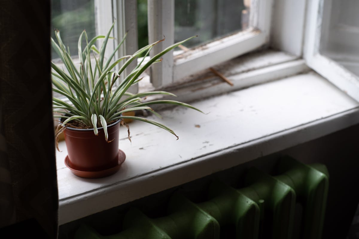A houseplant on a windowsill next to a cast-iron radiator — the classic configuration for cold-draft and radiant-heat stress