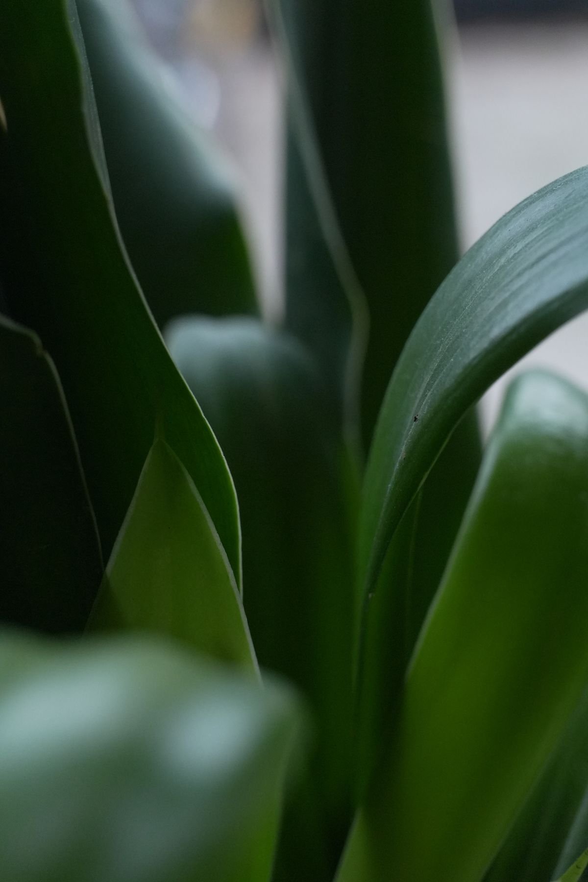 Close-up of thick glossy green Peperomia leaves showing dense foliar biomass