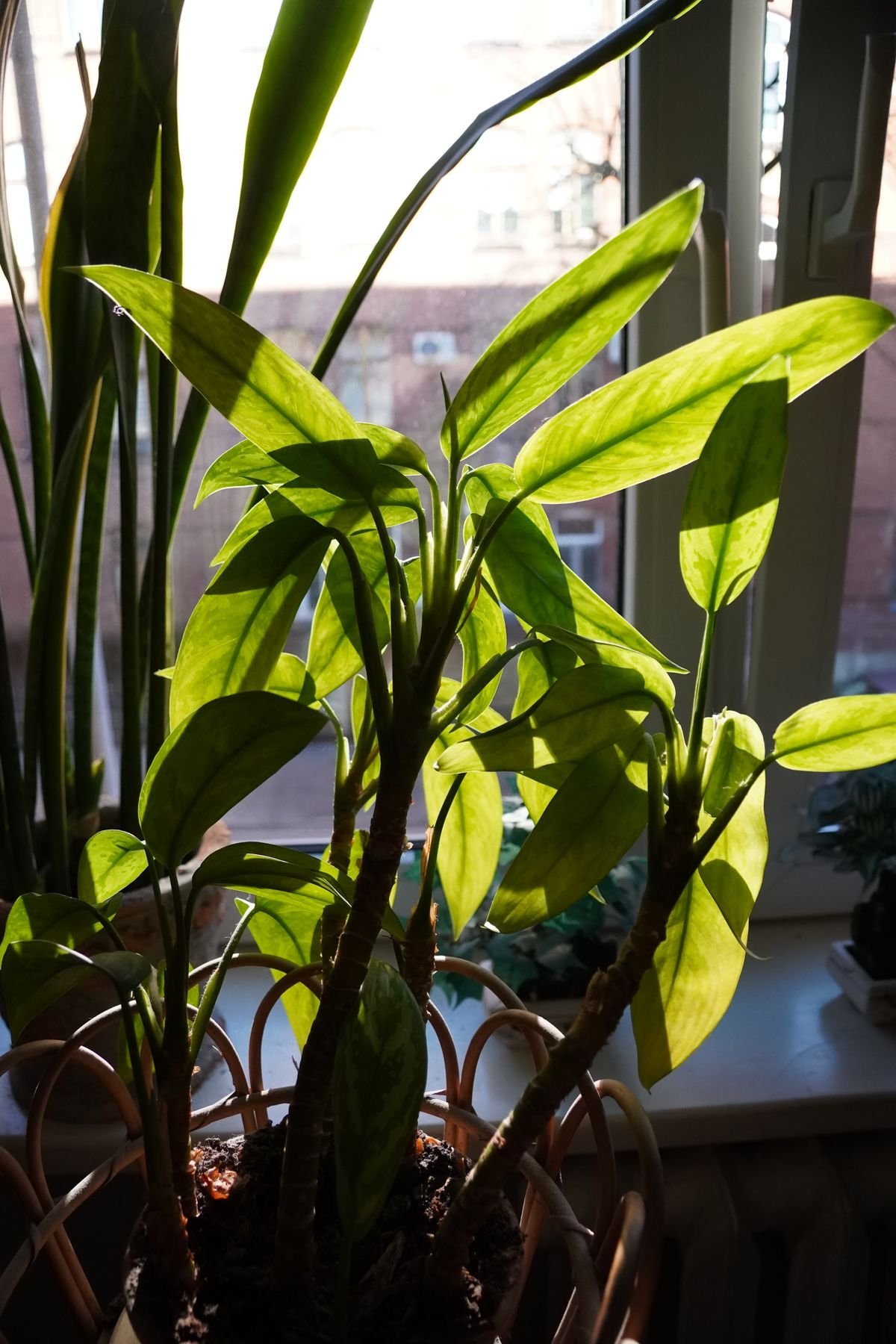 A vibrant houseplant bathed in strong window light, the growing conditions that make flowering more likely