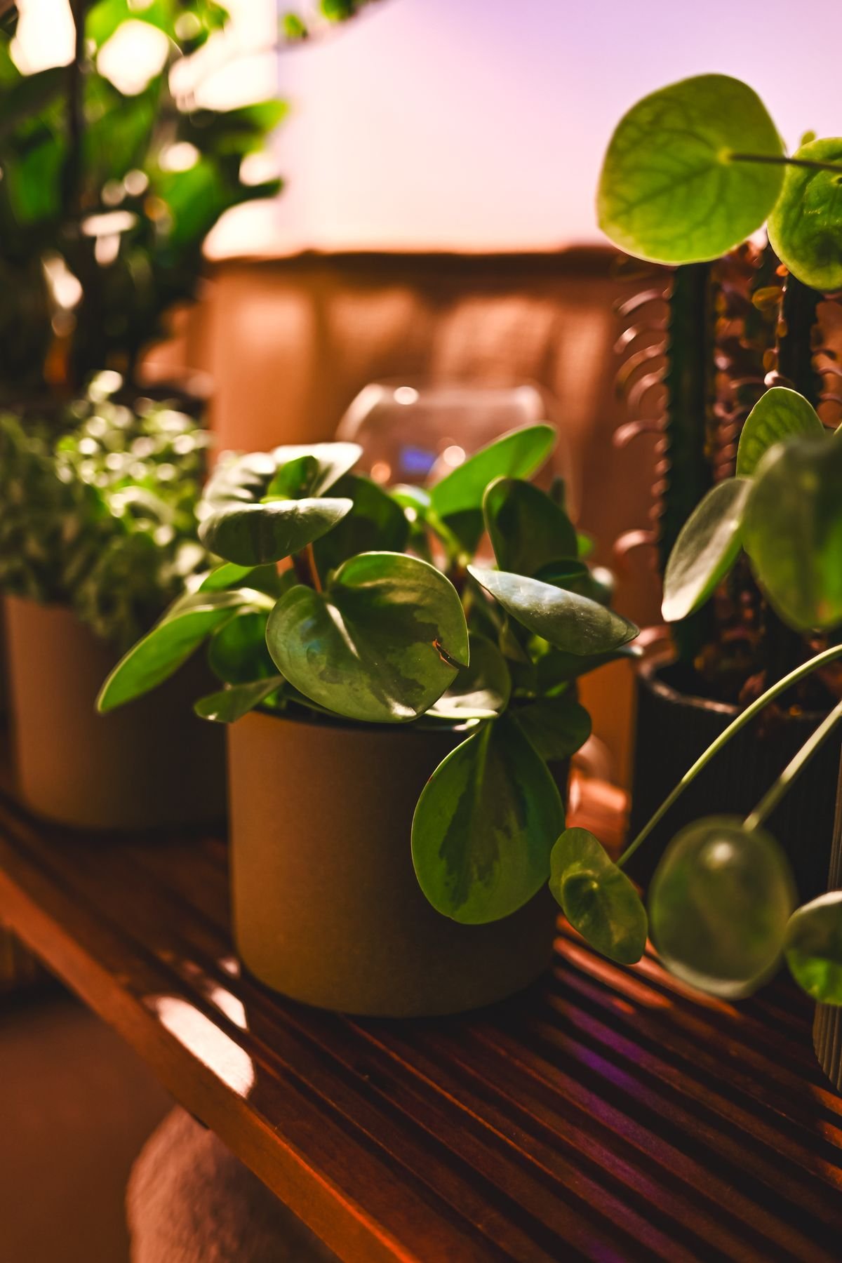 Peperomia Obtusifolia Lifespan: How to Avoid Decline