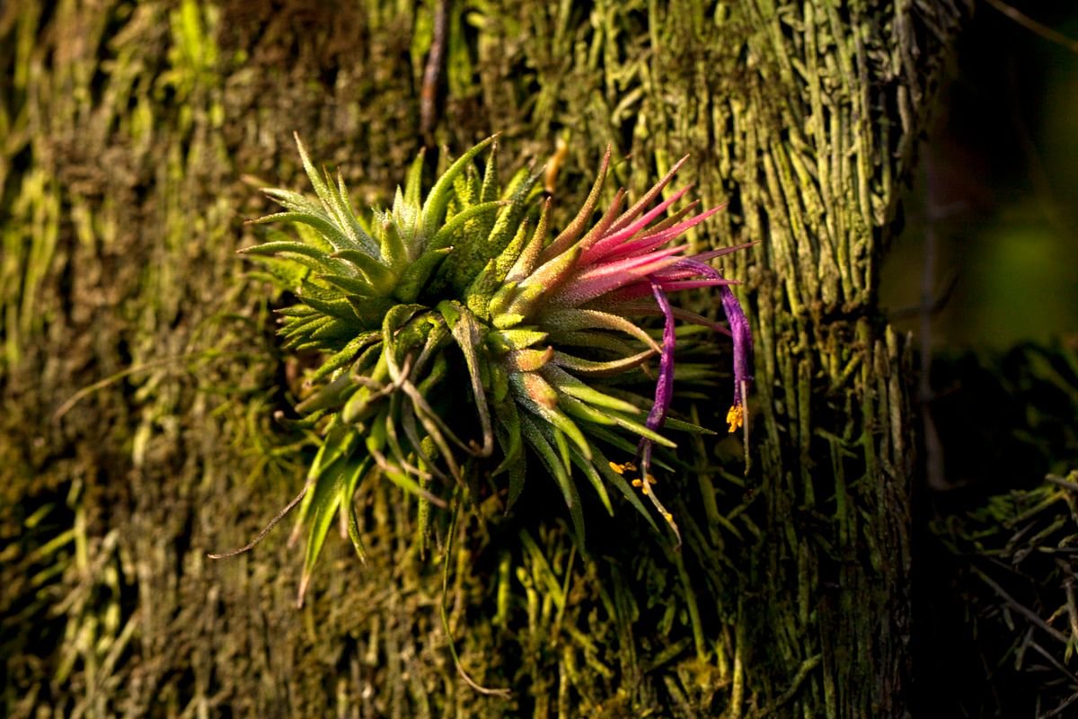 Tillandsia air plant on tree bark — epiphytic anchoring habit that parallels peperomia aerial roots