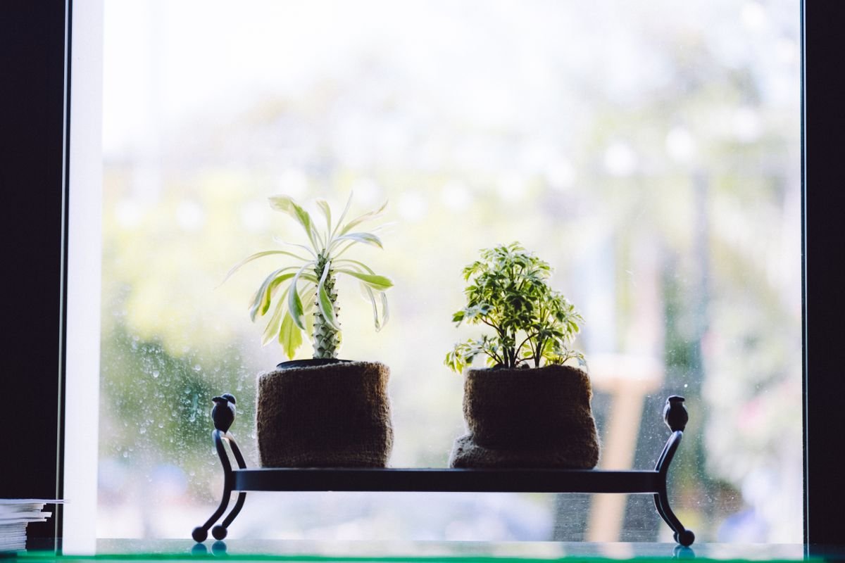 Peperomia Obtusifolia Indoors vs Outdoors: Safe Moves