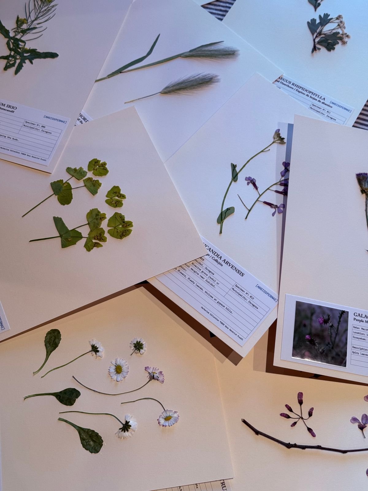 Peperomia Genus History: Ruiz & Pavón to Modern Taxonomy