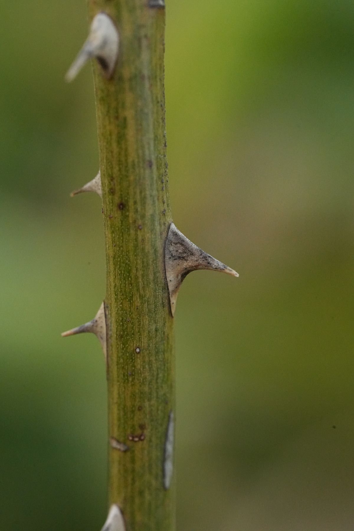 Peperomia Scale Insects: Identify & Stop the Damage