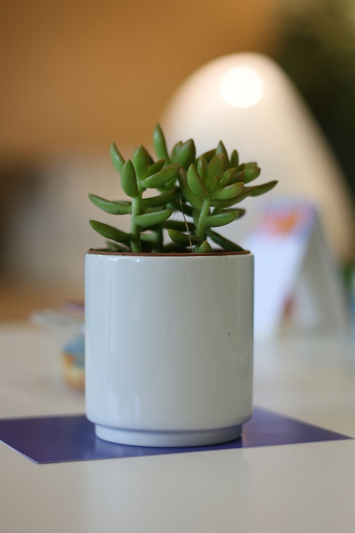 Peperomia Obtusifolia 'Pixie': Best Care & Density