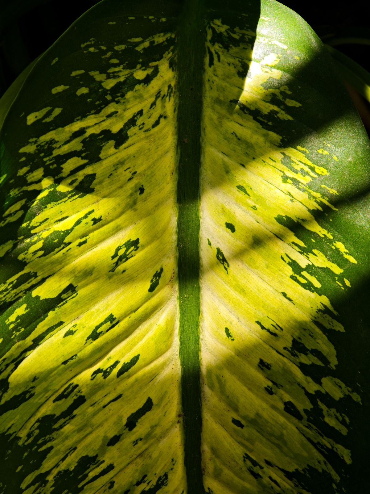 Peperomia Obtusifolia 'Golden Gate': Best Care Guide