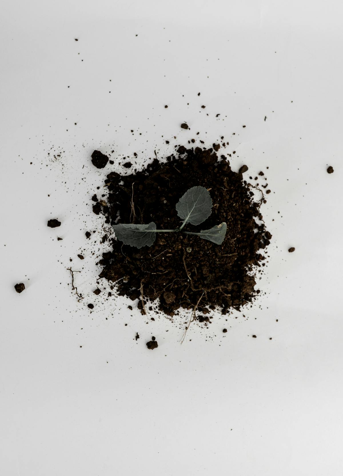 Humic Acid for Peperomia: The Science of Rhizospheric Enhancement